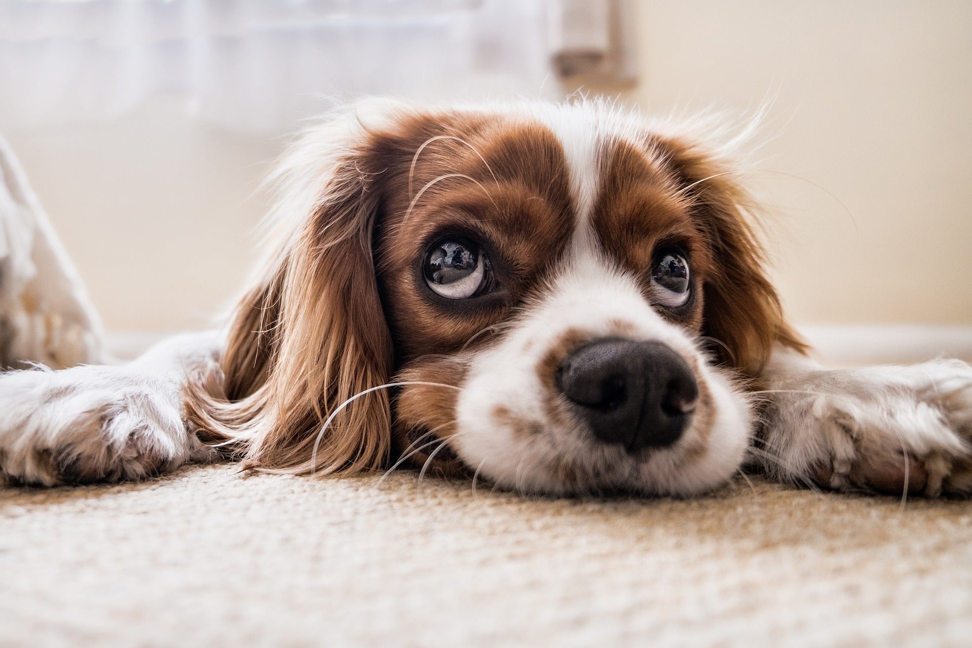 Lachsöl - Leinöl - Tierprodukte - Reiskeimöl - Schwarzkümmelöl Tiere - Ägyptisches Schwarzkümmelöl in nativer Qualität für Hunde - naturzade